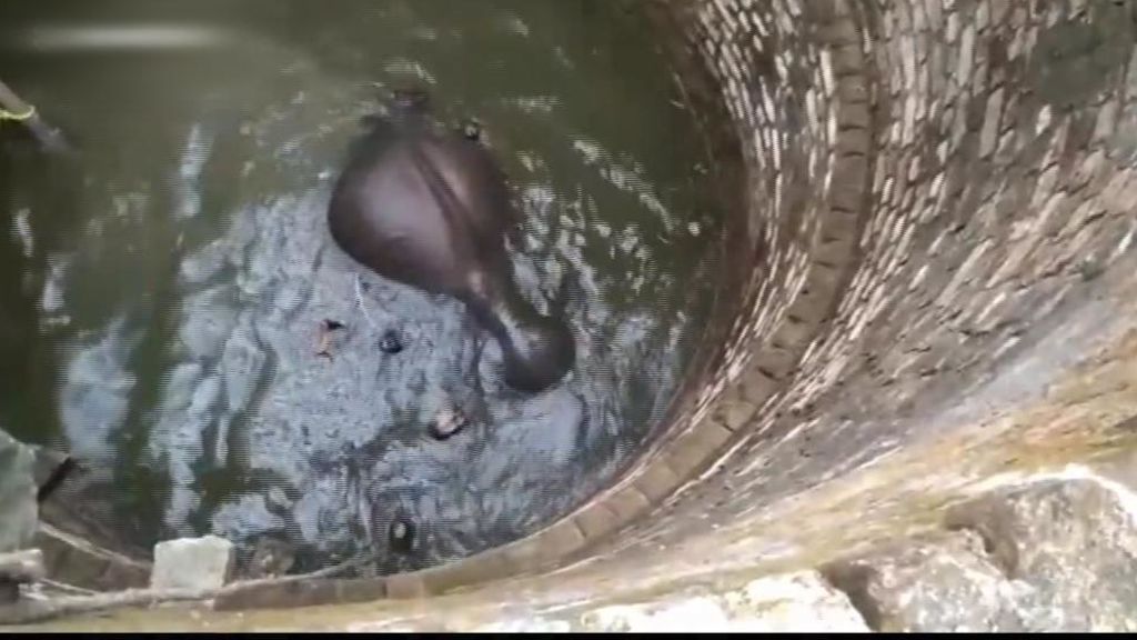Angustioso rescate de una cría de elefante en la India
