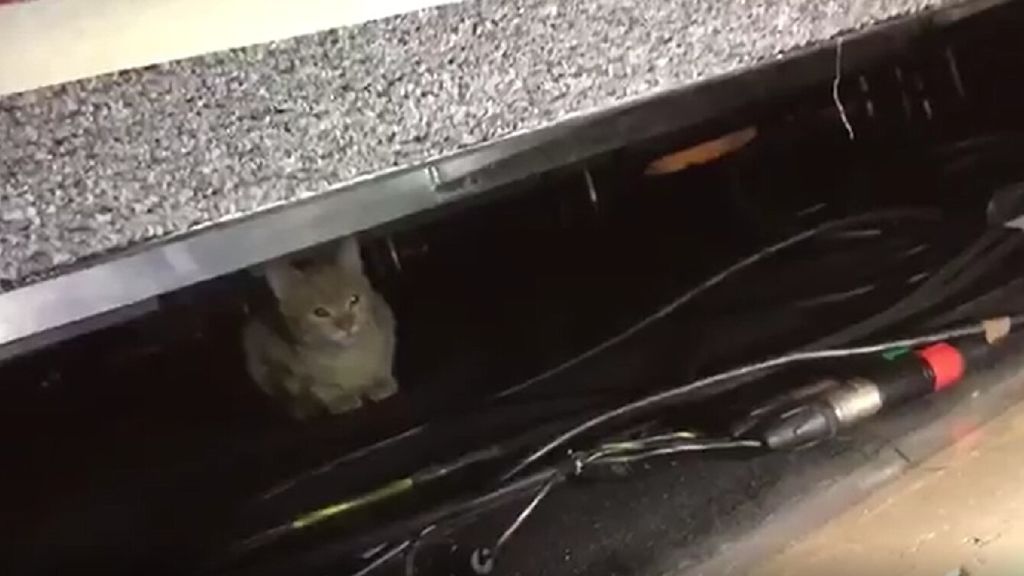 Gato rueda prensa