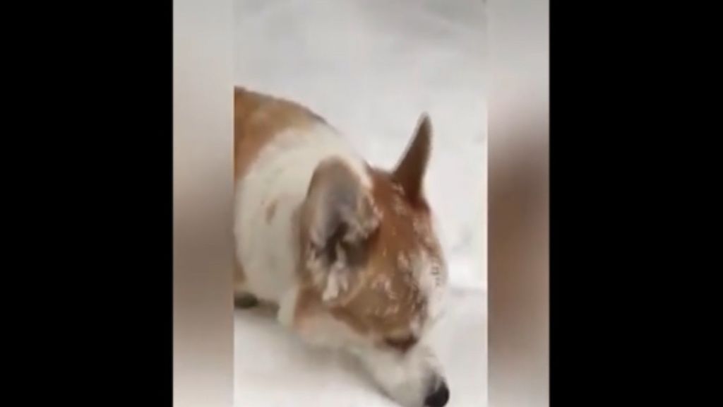 Unos perros ven la nieve por primera vez... ¡Y se lo pasan pipa!