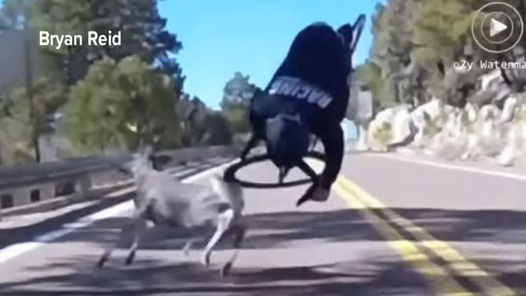 El brutal choque de un ciclista contra un ciervo en pleno descenso de montaña