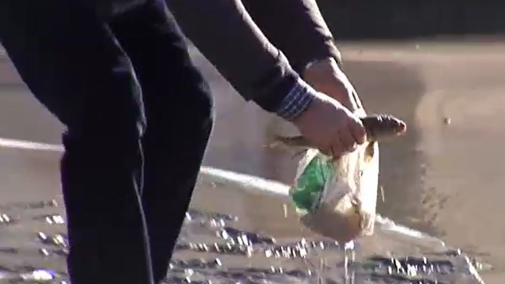 En Zaragoza en vilo por el Ebro, ya recogen peces por la calle