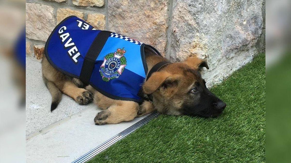 La historia de Gavel, el perro policía despedido por demasiado tierno