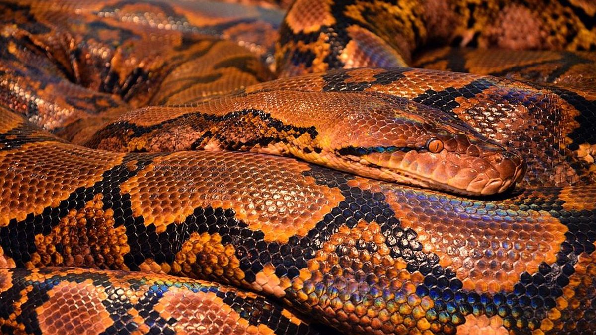 Una mujer se sienta en el baño y le ataca una serpiente en Australia