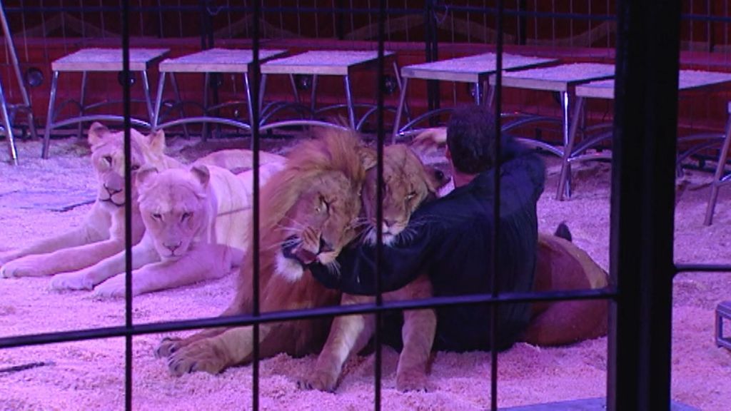 Polémica ante la decisión del Ayuntamiento de Madrid al prohibir los circos con animales