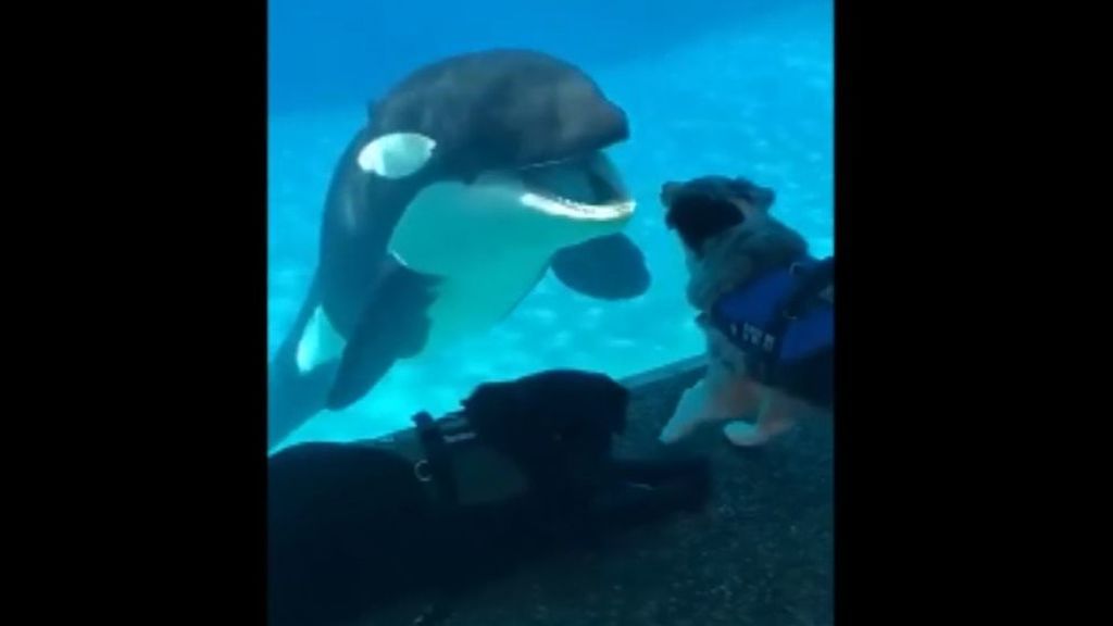 Una orca muestra su alegría al ver a un perro por primera vez