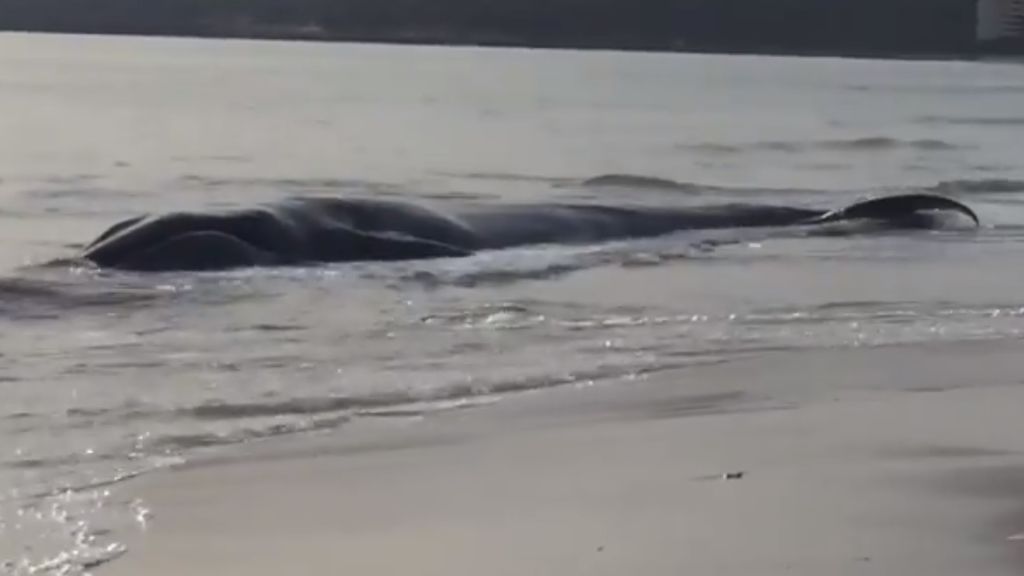 Encuentran una ballena en la Cala Millor de Mallorca a la que no han podido salvar la vida