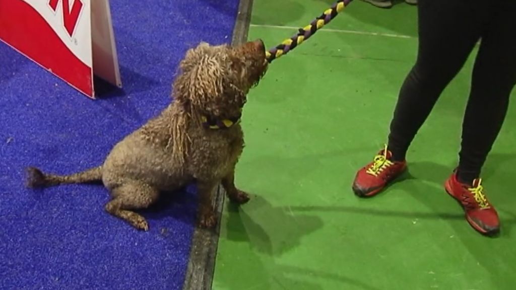 250 perros compiten en una carrera de obstáculos en Lugo  para clasificarse para el mundial que se celebrará en Finlandia
