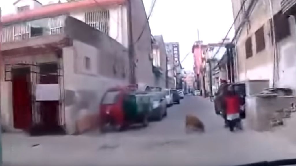 Un perro guía a una ambulancia hasta el lugar en el que se ha desmayado su dueño