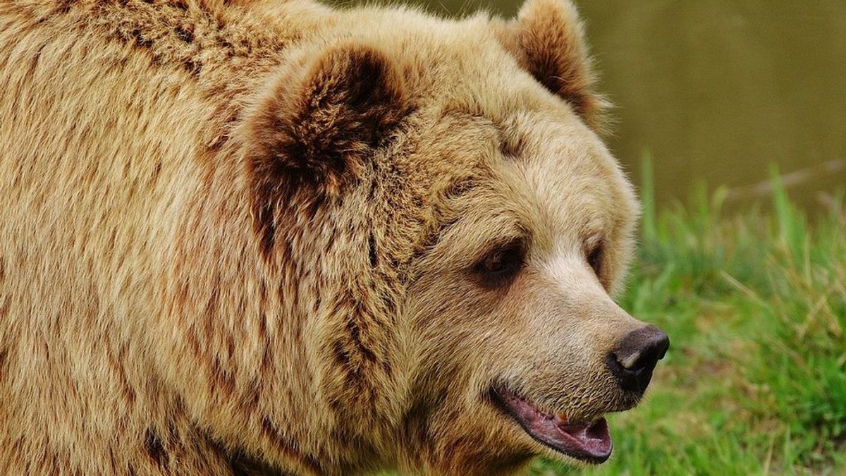 Un niño de 3 años asegura que un "oso amistoso" lo protegió el tiempo que estuvo desaparecido