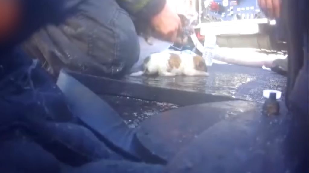 Rescatan a tres cachorros de un incendio en una tienda de mascotas en California