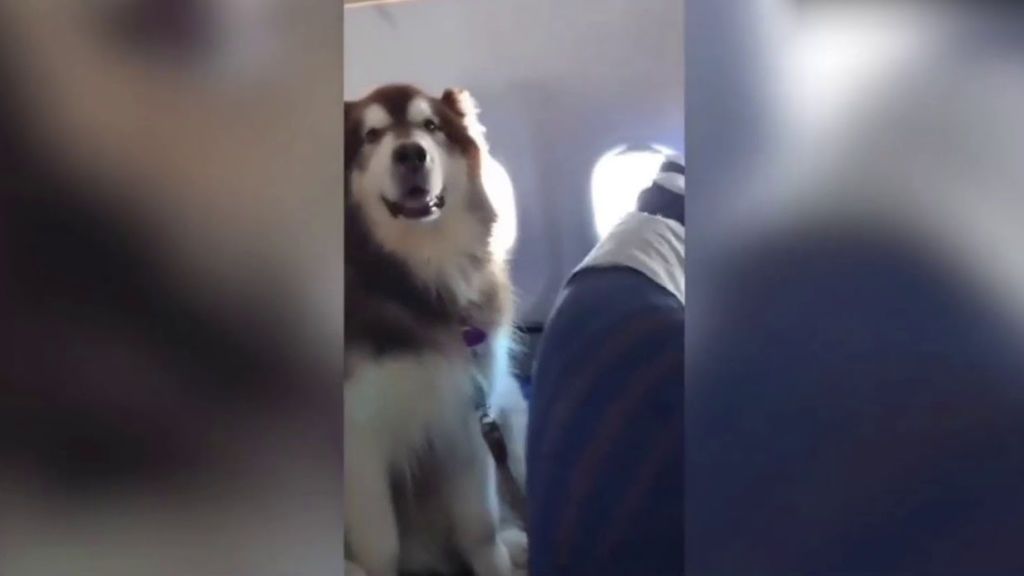 video-perro-causa-sensacion-abordo-avion