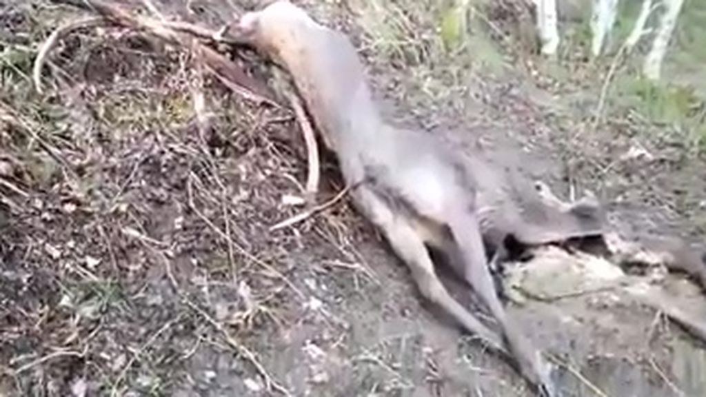 El desgarrador vídeo de un ciervo atrapado en un lazo mortal