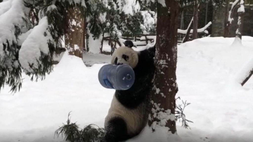 Reabre el zoo de Washington con un directo '24 horas' de los osos Panda