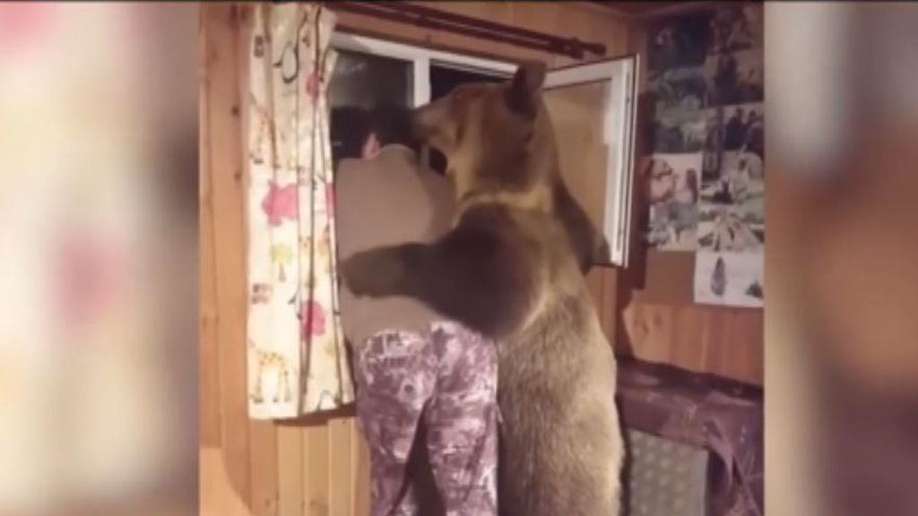 La sorprendente ternura de un enorme oso con su dueño