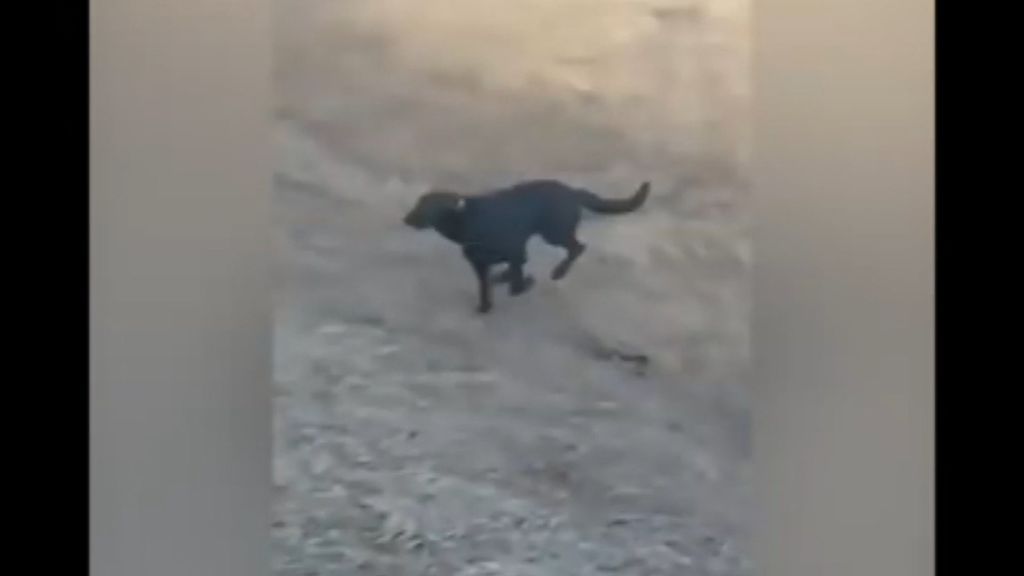 Un perro que huyó regresa a casa acompañado de otro can y una  cabra