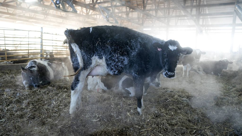 La ola de frío cala hasta los huesos: así está Estados Unidos