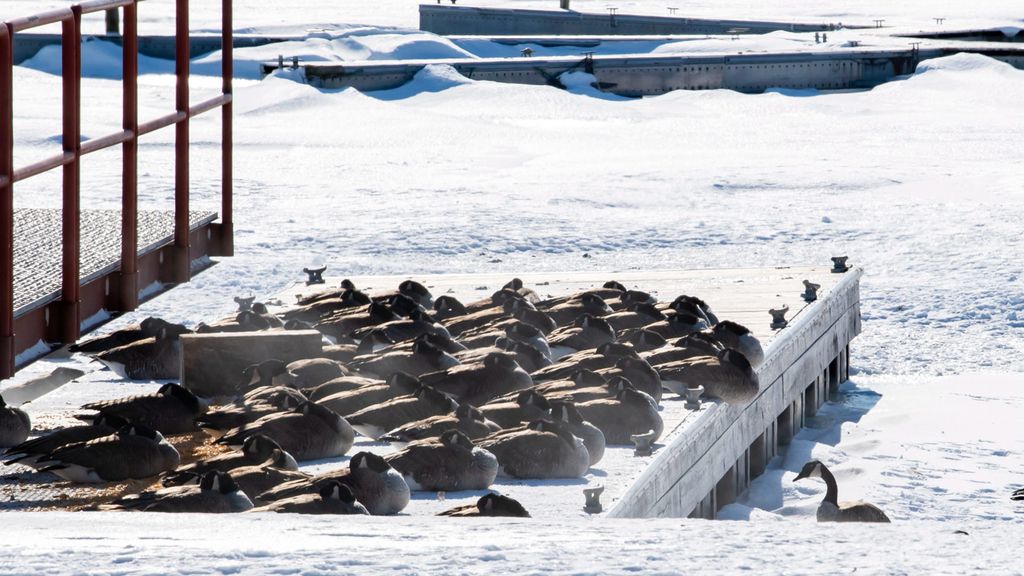 La ola de frío cala hasta los huesos: así está Estados Unidos