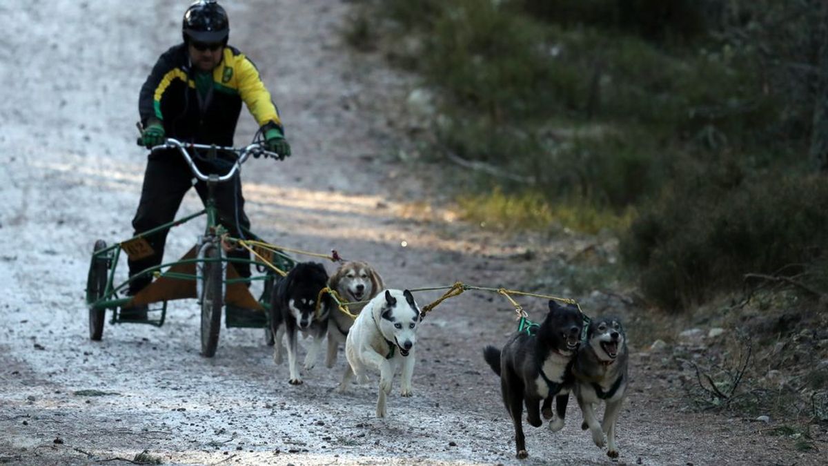 Cinco deportes que puedes practicar con tu perro y ni siquiera sabes que existen Cinco deportes que puedes practicar con tu perro y ni siquiera sabes que existen