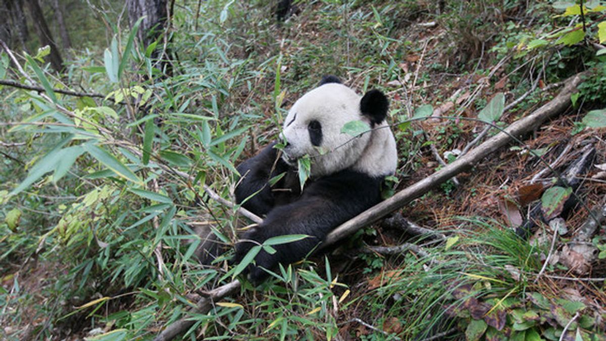 El panda gigante fue carnívoro