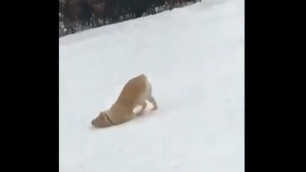 Un perro usa su cuerpo como trineo para deslizarse por la nieve