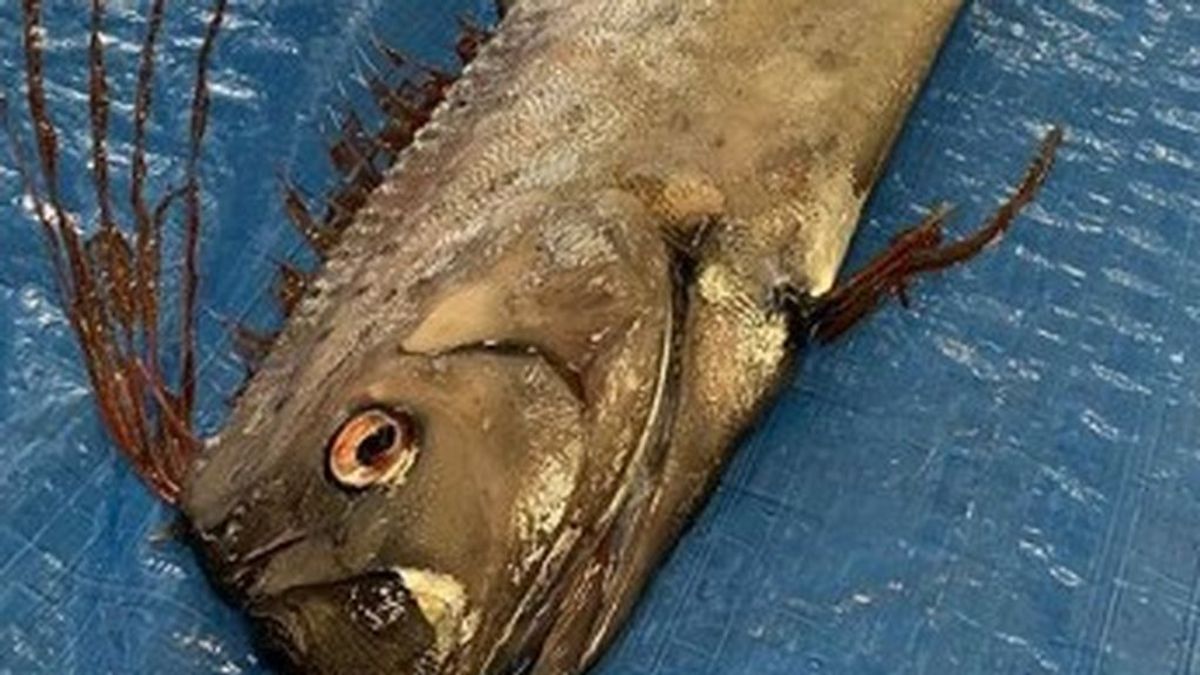 Un pez anuncia la posible llegada de un terremoto o tsunami a Japón