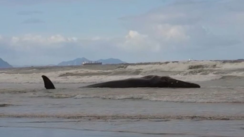 Encuentran el cadáver de dos ballenas varadas en las playas de Vizcaya y Gran Canaria