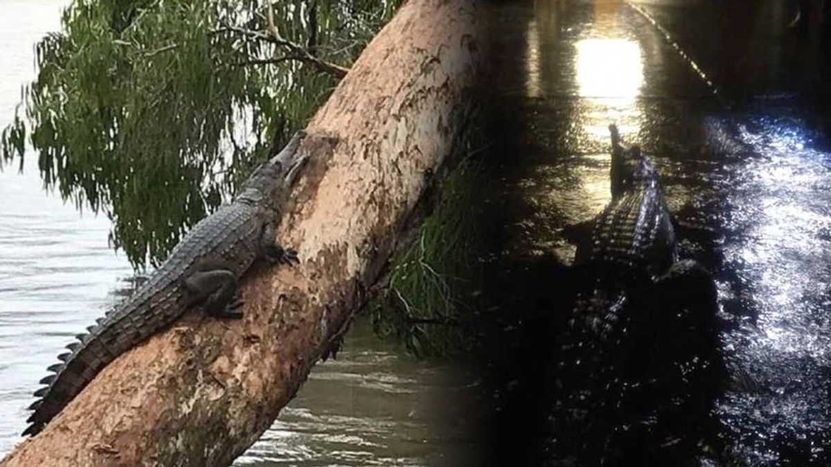 Situación de emergencia en Australia por el monzón: hay cocodrilos de tres metros en las calles anegadas