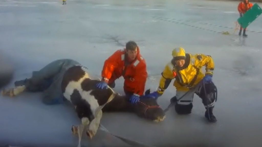 Consiguen rescatar de un lago helado un caballo que había quedado atrapado