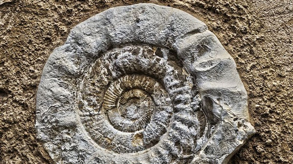 Creía que se trataba de una bala de cañón y, al abrirla, descubre el fósil de una criatura de 185 millones de años