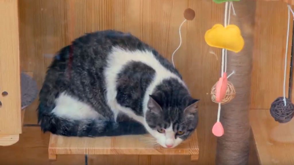 gato