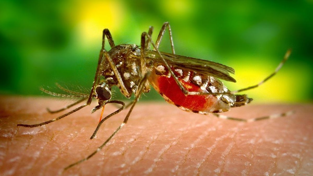 Científicos podrían haber descubierto cómo controlar la sed de sangre de los mosquitos