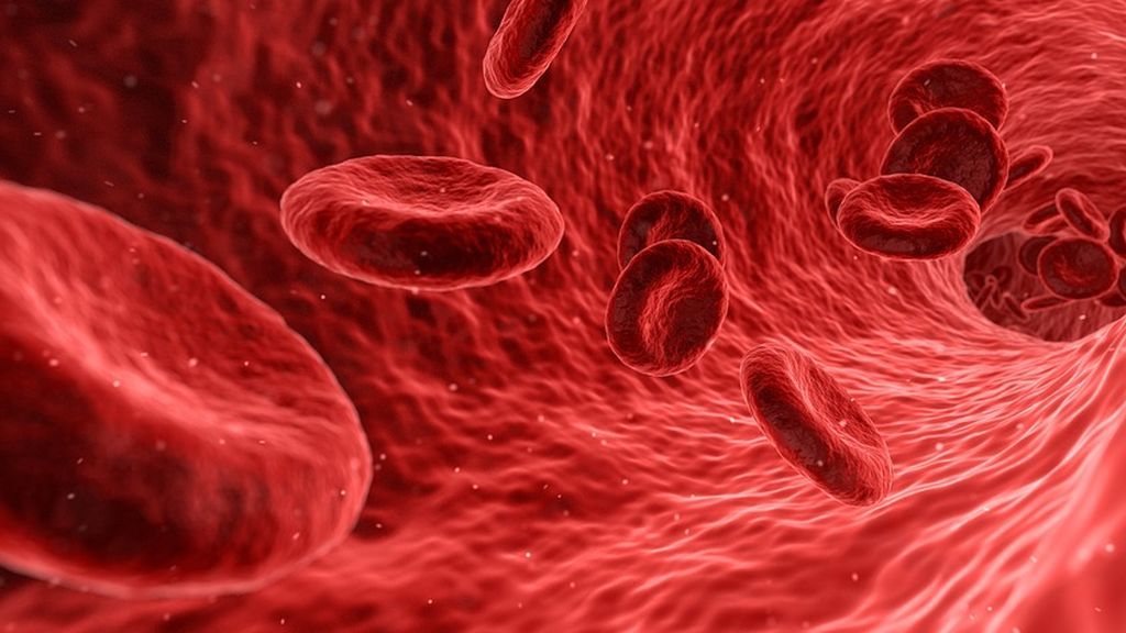 Las células sanguíneas son determinantes en el proceso de envejecimiento, según un estudio