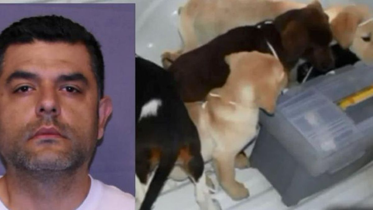 6 años de prisión para un veterinario que usaba perros para traficar con droga en Colombia