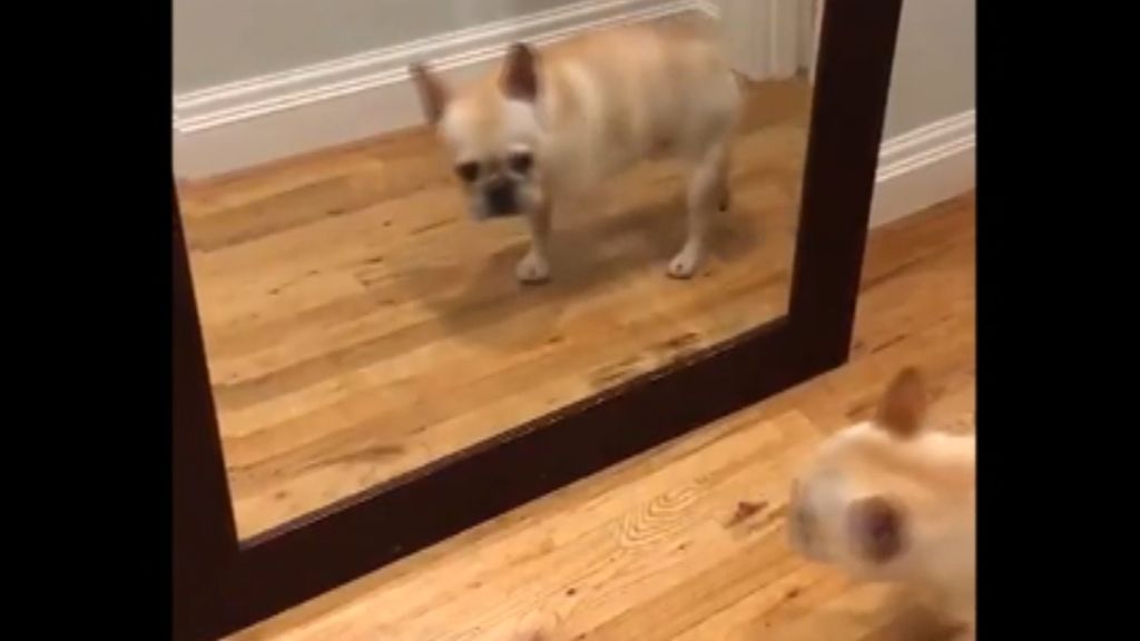 Descubre la reacción de un perro al ver su reflejo en un espejo