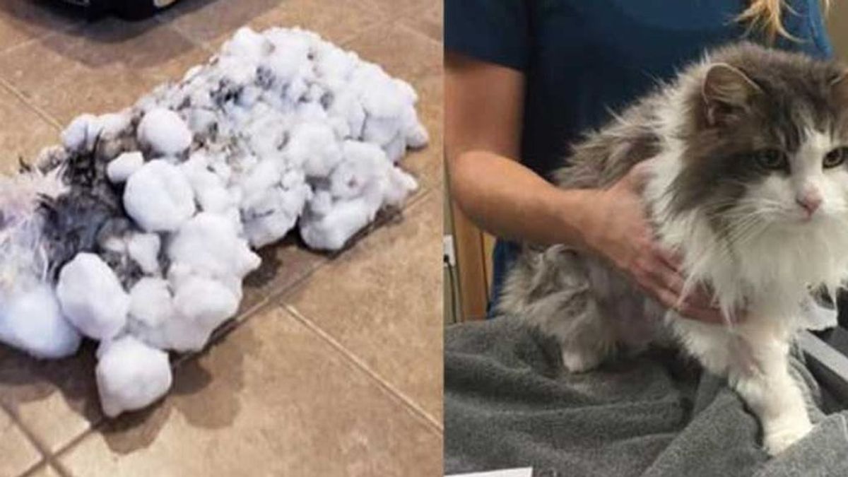 Un veterinario consigue reanimar a un gato que llegó a su clínica congelado