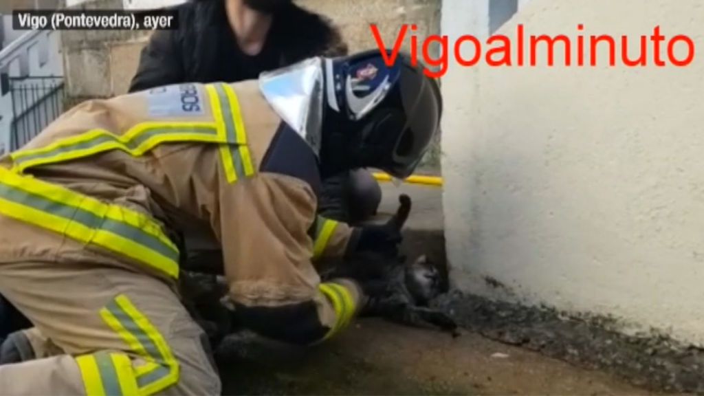 Bomberos y policías de Vigo salvan a seis gatos con un delicado masaje cardiorrespiratorio