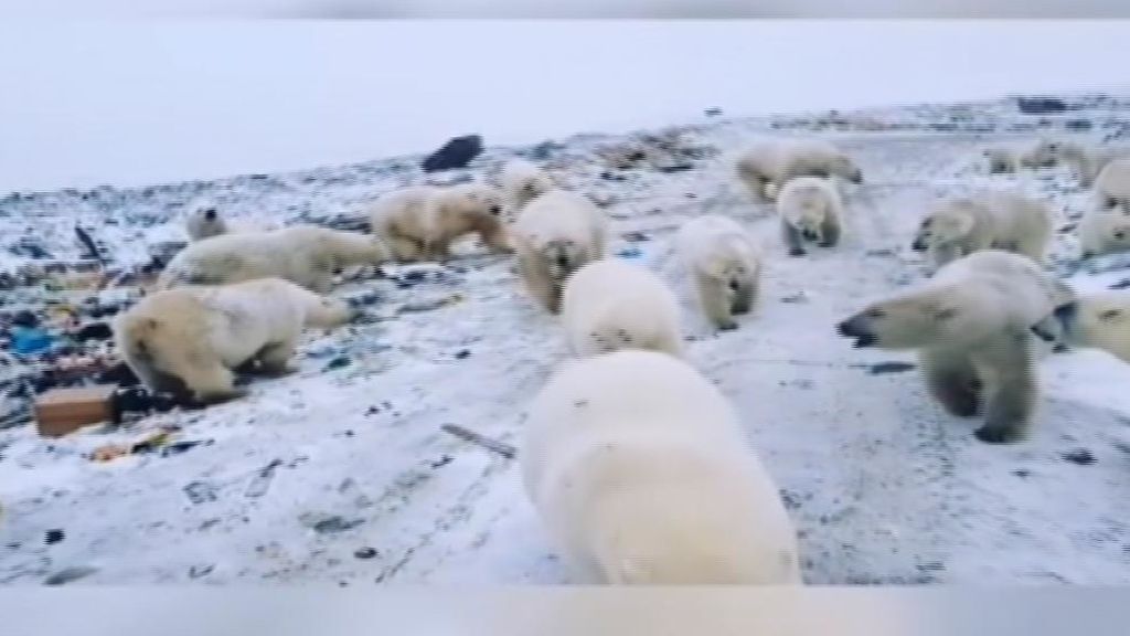 Estado de emergencia en un archipiélago ruso por la invasión de 52 osos polares