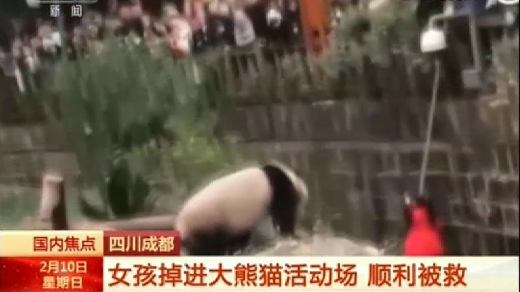 Cae una niña al foso de los osos panda en China