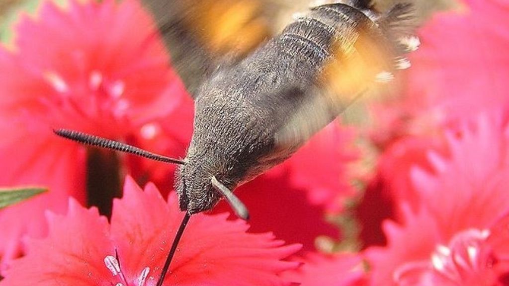 Estamos extinguiendo a los insectos y lo pagaremos: un 40% desaparecerá en pocas décadas