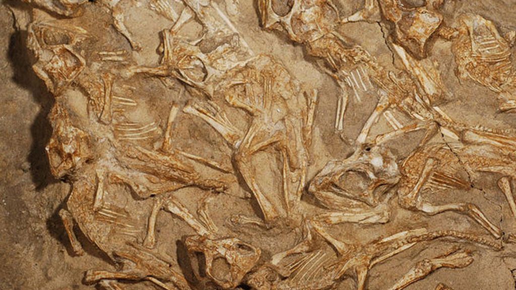 Varios fósiles encontrados muestran seres en movimiento hace más de 2.000 años