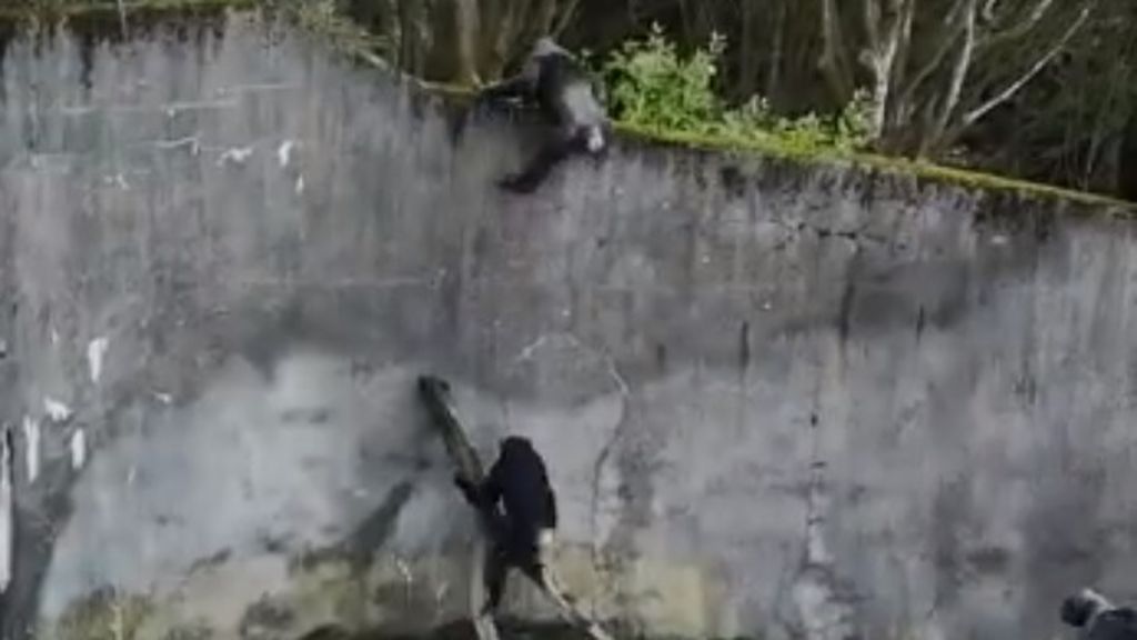 Unos chimpancés 'fabrican' una escalera y se escapan del zoo