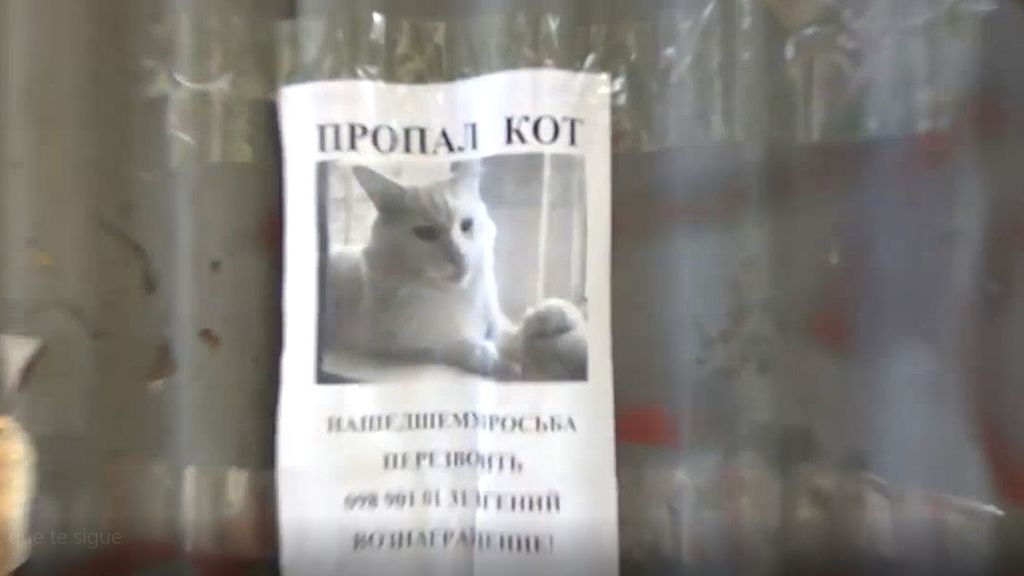 Lo mires por donde lo mires, te sigue: el cartel del gato perdido que da mal rollo