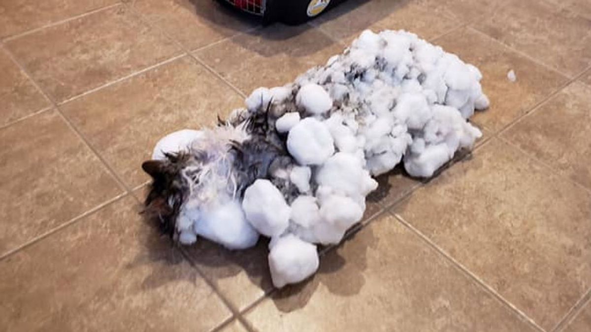 Fluffly, el gato congelado en Montana que volvió a maullar