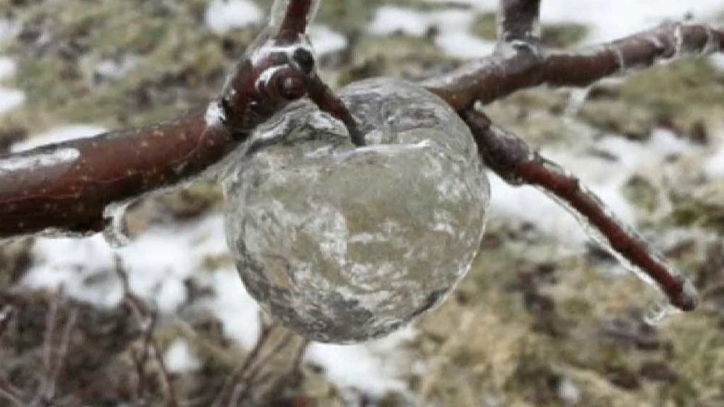 Las manzanas de 'cristal' de Míchigan