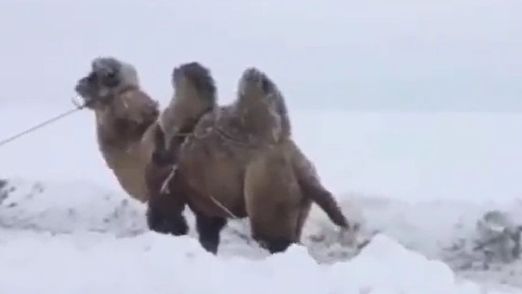 Camello remolca vehículo atascado en la nieve y deja a miles de usuarios sorprendidos