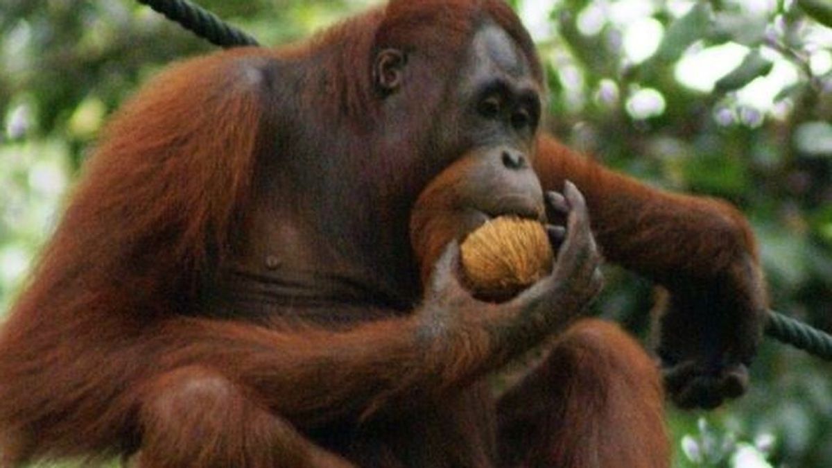 Se parecen más a nosotros de lo pensamos: los orangutanes analizan antes de tomar una decisión