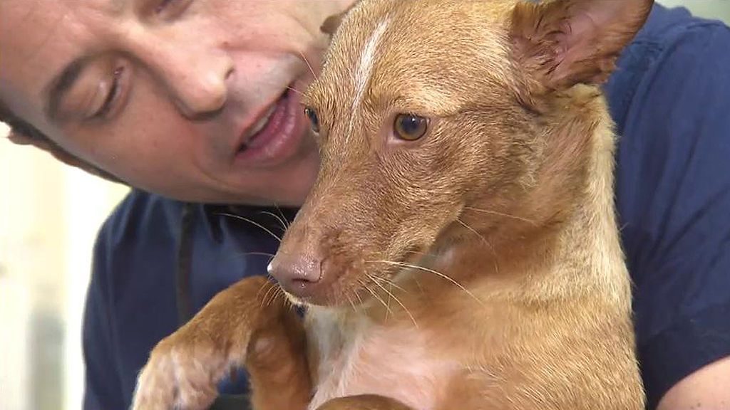 Loki, un podenco de dos años que fue abandonado, busca un nuevo hogar