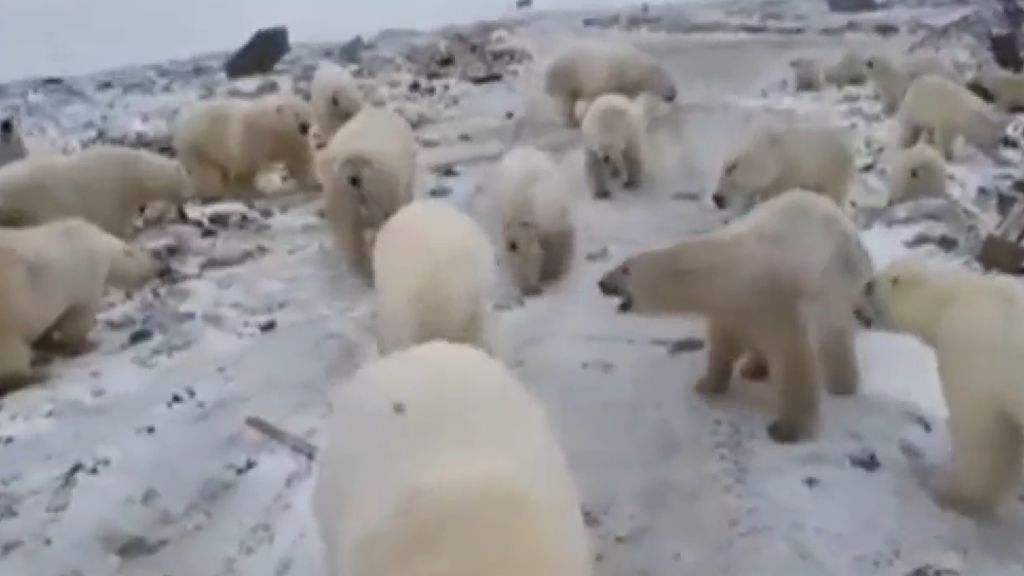 Los osos polares invaden un pueblo de Rusia