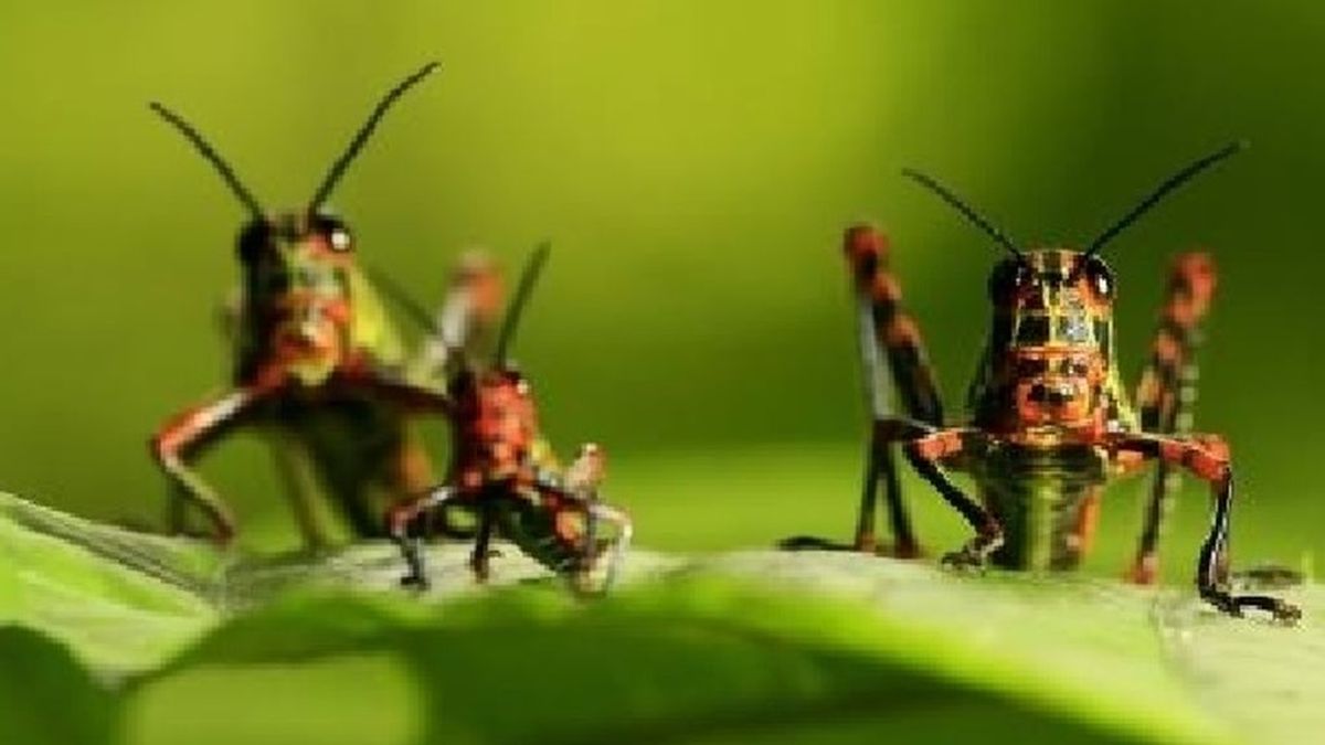 Los insectos, protegidos bajo ley en Alemania