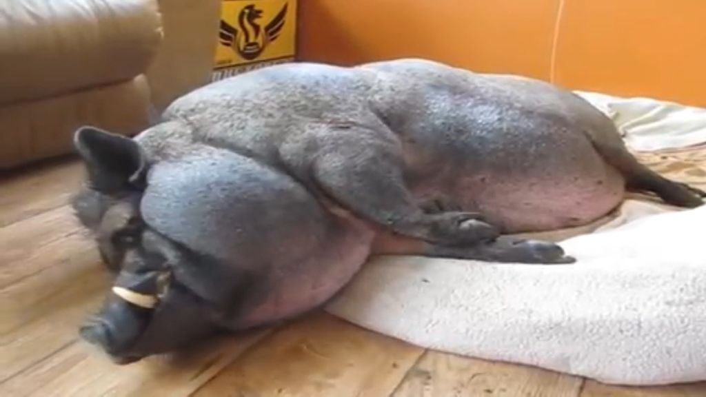 El 'mascotismo' irresponsable provoca que especies autóctonas de España sean desplazadas